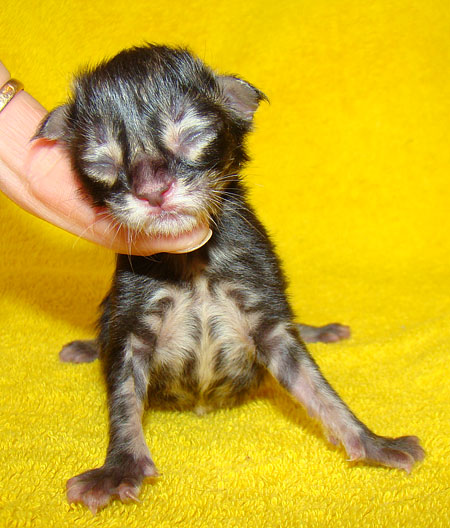     Catsvill County!   !    !       !!!    Catsvill County +7-926-544-74-09     .   ,   ,   ,    ,   ,  ,     ,   -,    ,   !